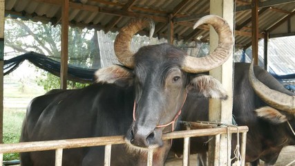 Video 4k of water buffalo resting at farm