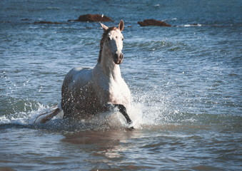 Andalusier Stute galoppiert im Meer