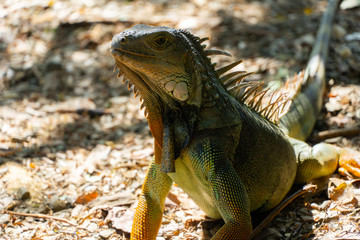 iguana