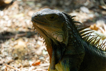 iguana