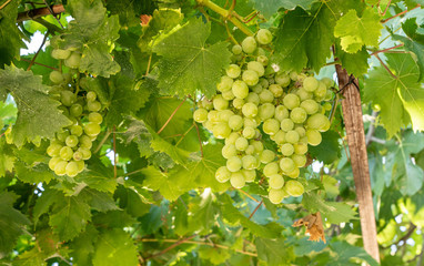 Bunches of green grapes for wine production line the hillsides of the Douro valley in Portugal