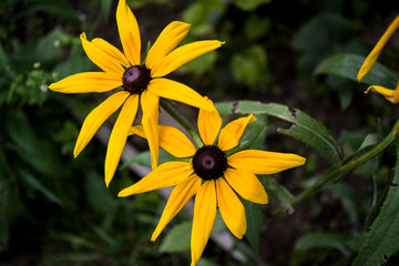 Fototapeta premium yellow daisies at garden outdoors
