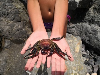 crab on hand