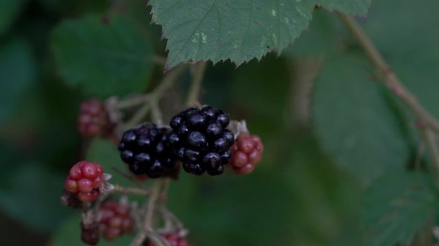Picking wild ripe blackberry - (4K)