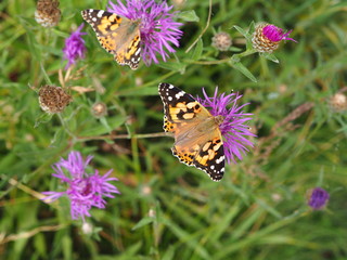 Distelfalter an Kornblumen