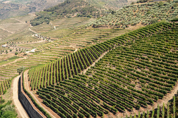 Terraces of grape vines for port wine production line the hillsides of the Douro valley in Portugal