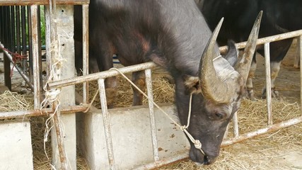 Video 4k of water buffalo resting at farm