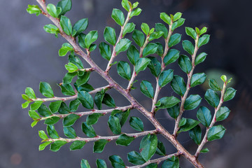 grey background with green leaves