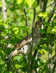 Ruffed Grouse