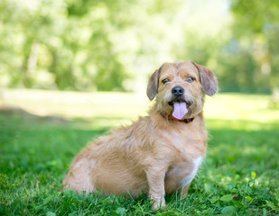 A scruffy brown Terrier mixed breed dog sitting outdoors, panting with its tongue out