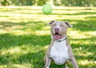 A tan and white Pit Bull Terrier mixed breed dog with a funny expression, about to catch a ball
