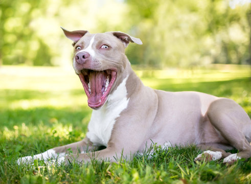A tan and white Pit Bull Terrier mixed breed dog lying in the grass with a happy expression