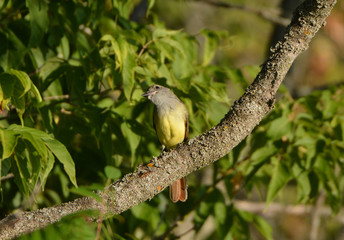 Great Crested Flycatcher