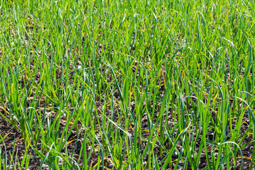 Obraz premium Garlic sprouts background