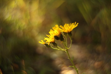 Green bokeh of nature. Blur abstract background. Out of focus.