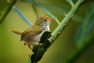 Common Tailorbird  - Orthotomus sutorius bird in the family Cisticolidae. It is found in Brunei, Indonesia, Malaysia, Myanmar, the Philippines, Singapore, and Thailand, Vietnam