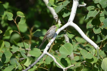 Juvenile Field Sparrow