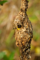 Olive-backed sunbird - Cinnyris jugularis, also known as the yellow-bellied sunbird, is a southern Far Eastern species of sunbird. Hanging nest in the bush with sitting parent