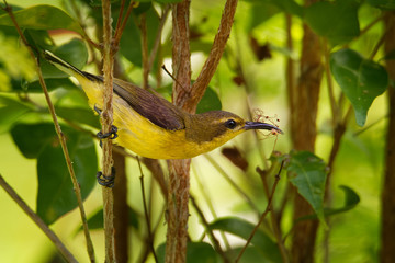 Olive-backed sunbird - Cinnyris jugularis, also known as the yellow-bellied sunbird, is a southern Far Eastern species of sunbird. Hanging nest in the bush with sitting parent