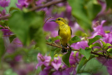 Fototapeta premium Olive-backed sunbird - Cinnyris jugularis, also known as the yellow-bellied sunbird, is a southern Far Eastern species of sunbird. Hanging nest in the bush with sitting parent
