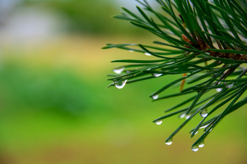Close up of rain drops on green pine needles with fresh green copy space