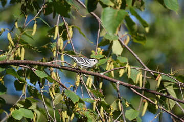 Black and White Warbler