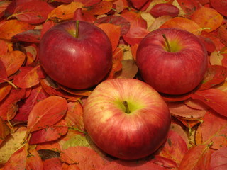 red apples on autumn leaves