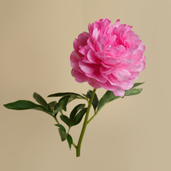 Pink peony isolated on a beige background.