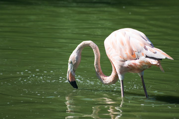 flamans rose