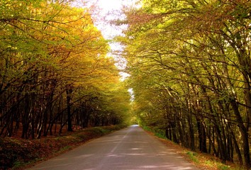 road in the autumn forest