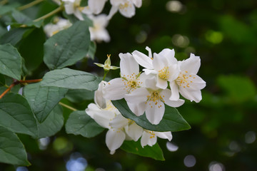 Jasmine -  absolute Egyptian (Jasmine grandiflorum) flowers