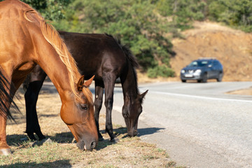 Obraz premium Horses graze on the edge of a mountain road