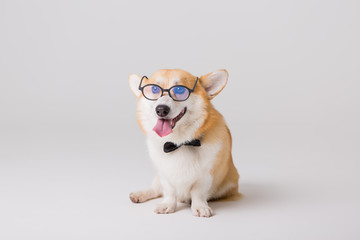  dog Corgi with glasses on a light background, the concept of working in the office