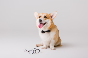  dog Corgi with glasses on a light background, the concept of working in the office