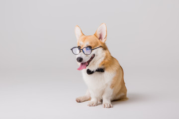 dog Corgi with glasses on a light background, the concept of working in the office