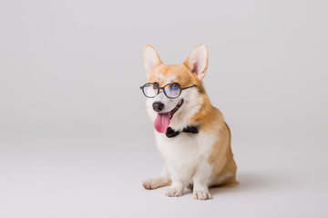  dog Corgi with glasses on a light background, the concept of working in the office