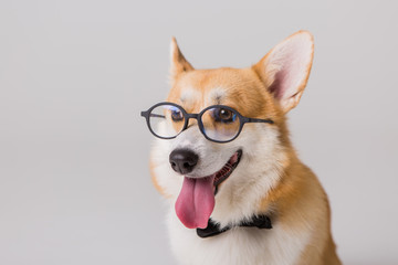  dog Corgi with glasses on a light background, the concept of working in the office