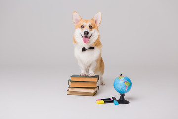 Corgi dog with books and globe, education concept