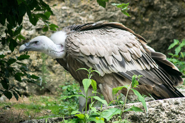 vautour fauve