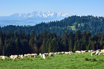 flock of sheep in Pieniny mountains, Poland.