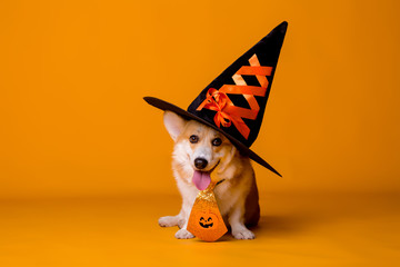 Corgi dog in Halloween costume on yellow background