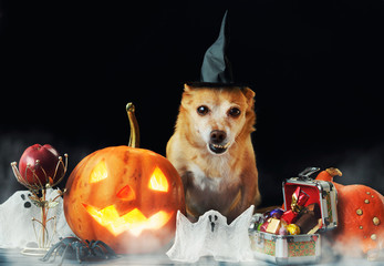 charming little dog in witch hat surrounded by Halloween pumpkin head jack lantern, spiders and treats decorations