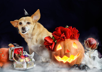 charming little dog in witch hat surrounded by Halloween pumpkin head jack lantern, spiders and treats decorations