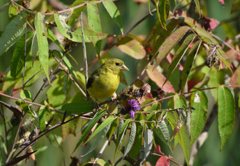 American Goldfinch