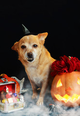 charming little dog in witch hat surrounded by Halloween pumpkin head jack lantern, spiders and treats decorations