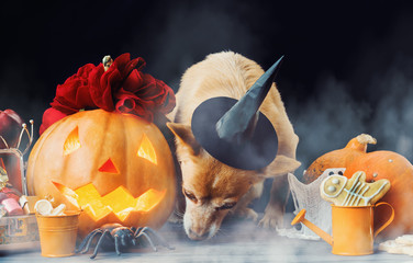 charming little dog in witch hat surrounded by Halloween pumpkin head jack lantern, spiders and treats decorations