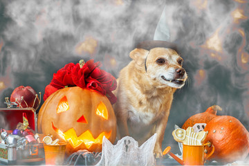 charming little dog in witch hat surrounded by Halloween pumpkin head jack lantern, spiders and treats decorations