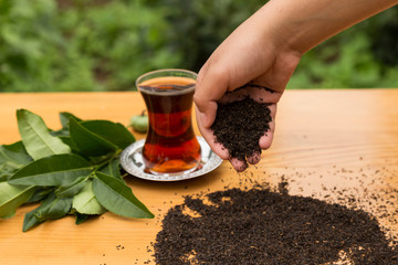 the child hold the dried black tea in the hand and fresh green tea sprouts ,glass ,seed on the...