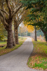Fototapeta na wymiar Fall forest landscape. Lonely street in autumn