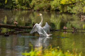 Mute swan